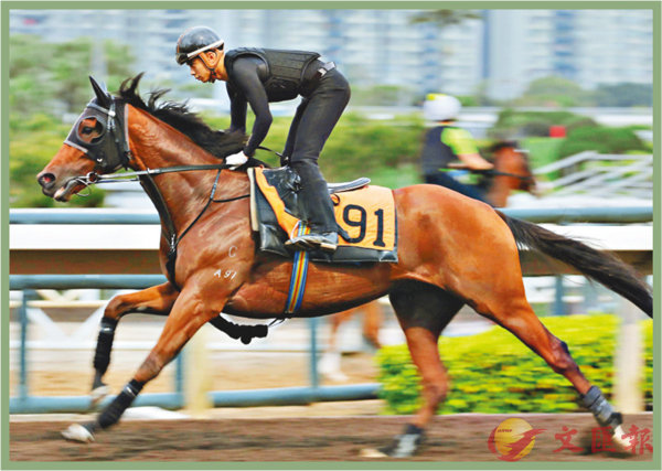 香港賽馬，探索數(shù)字背后的激情與榮耀，香港賽馬，數(shù)字背后的激情與榮耀之旅