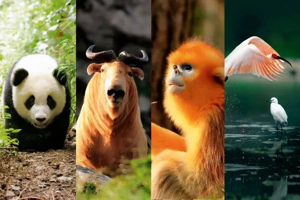 揭秘十二生肖之王，揭秘神秘的王中王20一肖動(dòng)物圖，揭秘十二生肖之王，神秘王中王與生肖動(dòng)物圖揭秘