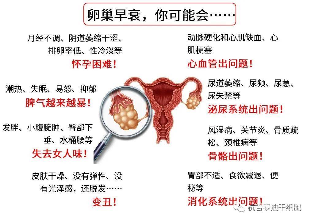 四十歲卵巢早衰能否調(diào)整回來(lái)？解讀卵巢早衰與應(yīng)對(duì)策略，四十歲卵巢早衰能否調(diào)整回來(lái)？解讀卵巢早衰現(xiàn)象及應(yīng)對(duì)策略