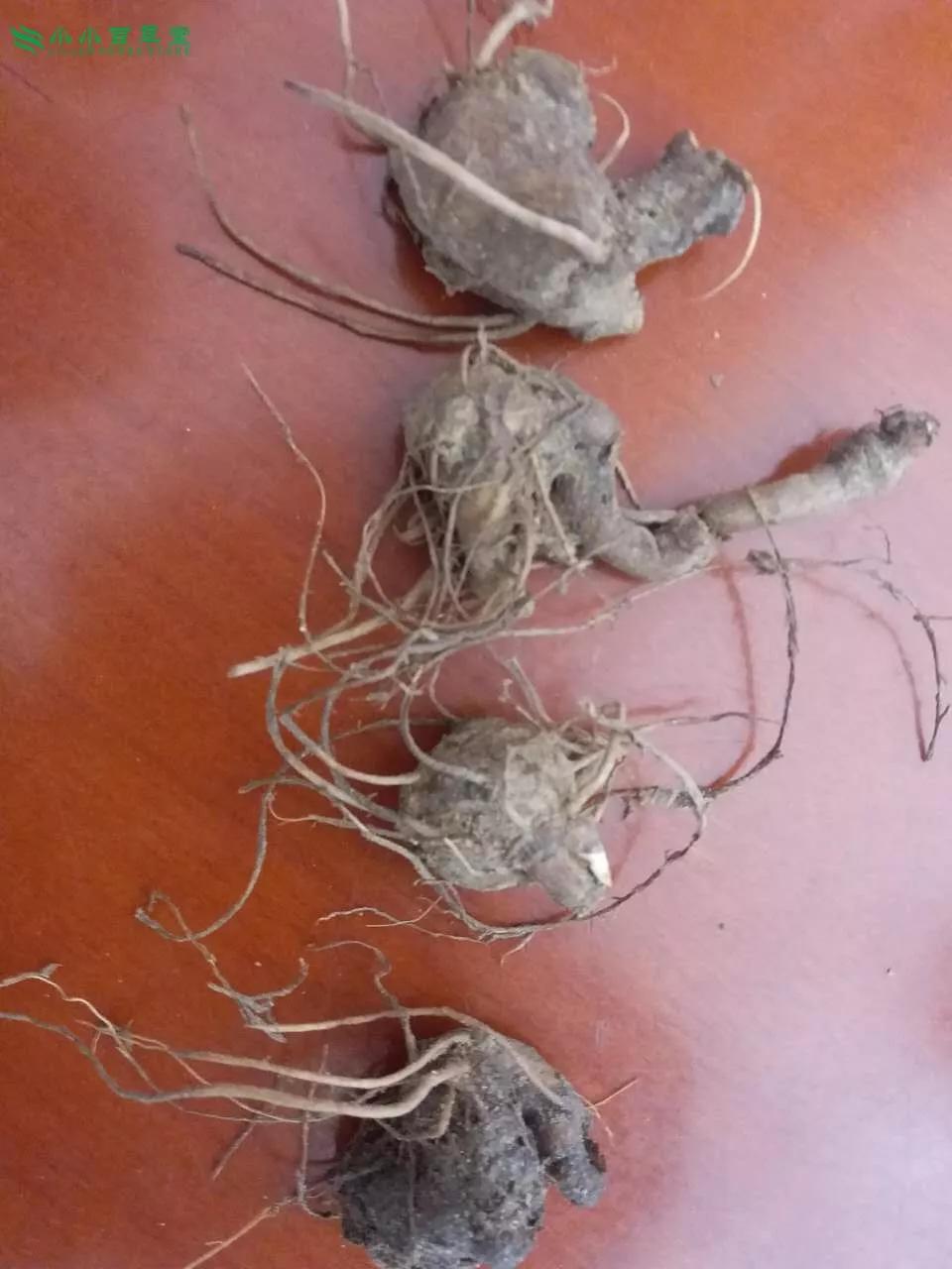 白術(shù)圖片，探尋白術(shù)的草藥之美，白術(shù)的草藥之美，探尋圖片中的白術(shù)風(fēng)采