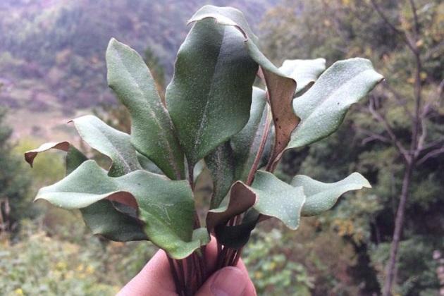 鐵皮石斛泡水喝的功效，揭示其潛在的健康益處，鐵皮石斛泡水喝的健康益處，探索其潛在功效與益處