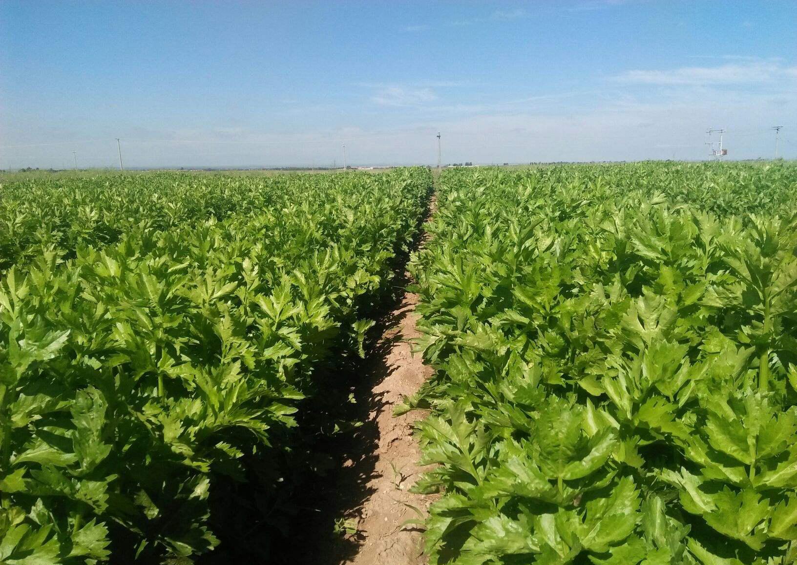 第一名降血脂蔬菜，探索健康秘密的寶藏，探索健康寶藏，第一名降血脂蔬菜揭秘