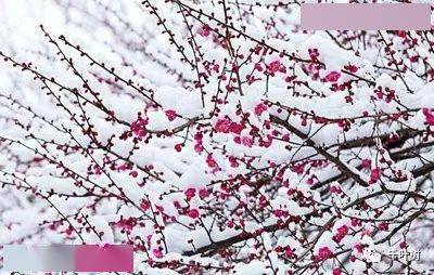 探索新澳門正版梅花詩，展望2025年第107期精彩內(nèi)容，探索新澳門正版梅花詩，展望第107期精彩內(nèi)容揭曉