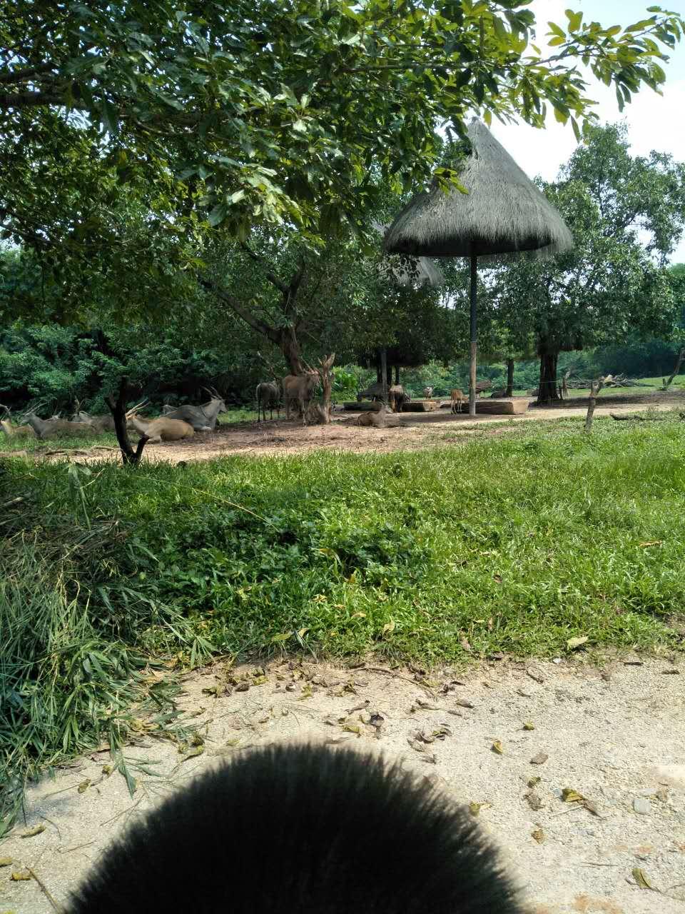 長隆野生動物園一日游攻略，探索野生世界的精彩之旅，長隆野生動物園一日游攻略，探索野生世界的精彩探險之旅